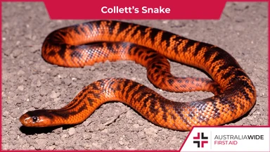 Collett's Snake