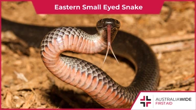 Eastern Small Eyed Snake