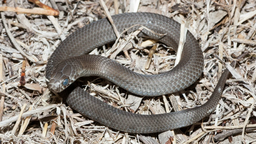 Pygmy copperhead snake